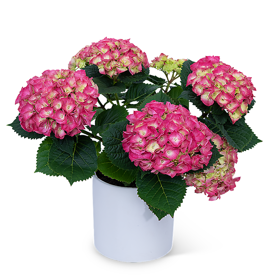 Pink Hydrangea Plant
