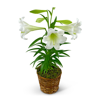 Easter Lily Plant in Basket