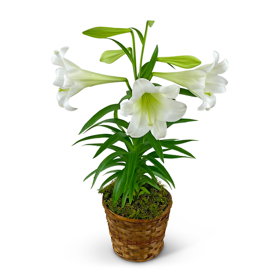 Easter Lily Plant in Basket