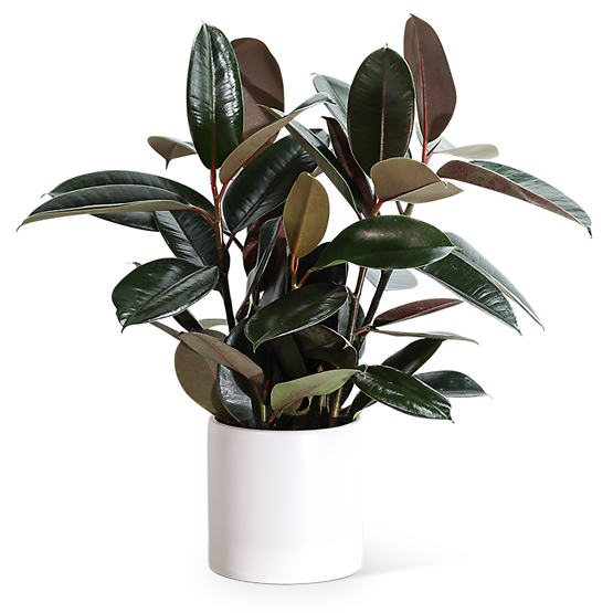 Rubber Tree Plant