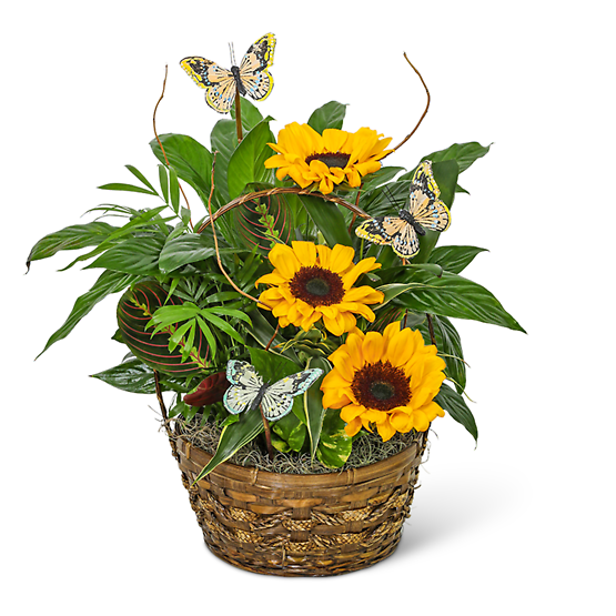 Dish Garden with Sunflowers and Butterflies