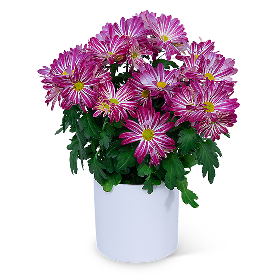 Purple Daisy Chrysanthemum Plant