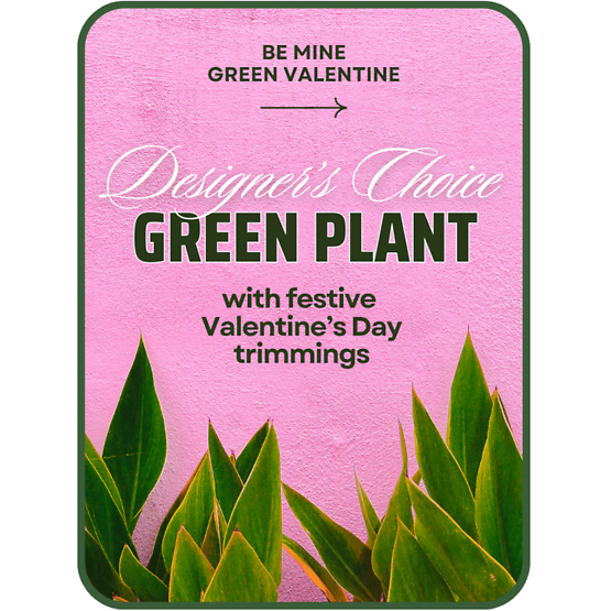 Designer\'s Choice Valentine\'s Day Green Plant