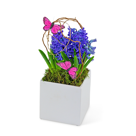Hyacinth Plant