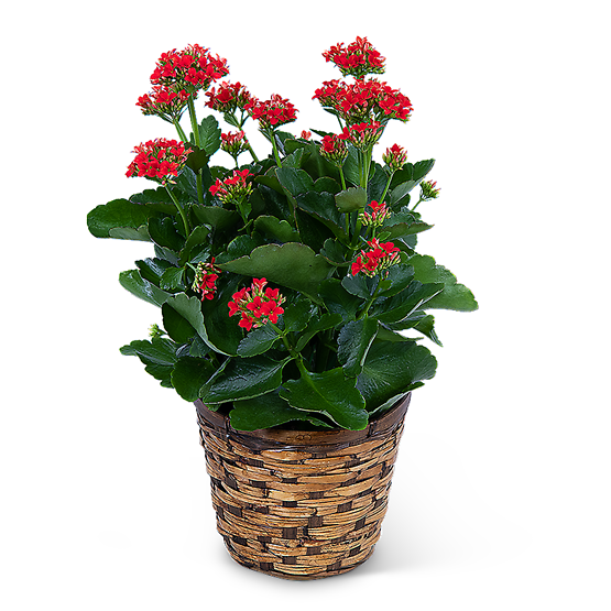 Red Kalanchoe Plant