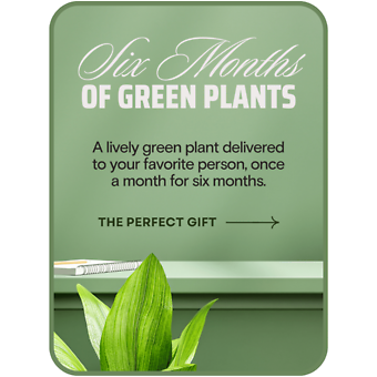 Plant Subscription (6)