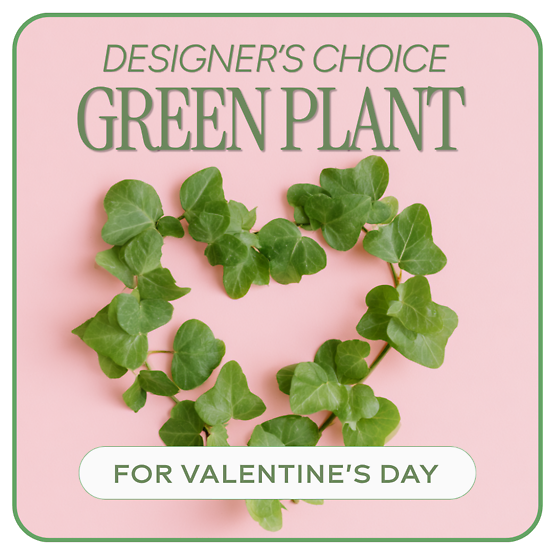 Valentine\'s Day Green Plant