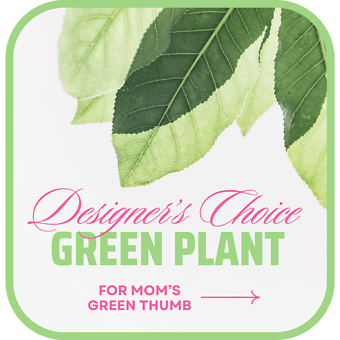 Designer\'s Choice Green Plant