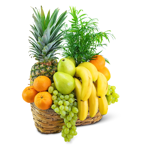 Green Goodness Fruit & Plant Basket