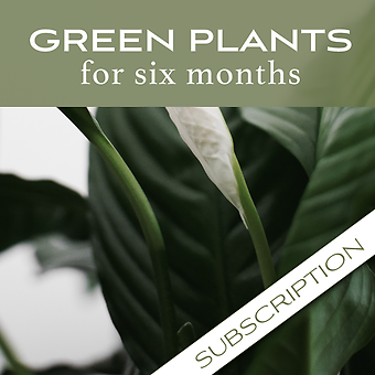 Plant Subscription (6)