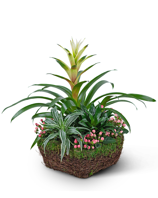 Bromeliad Comfort Planter
