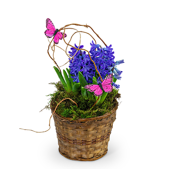 Hyacinth Plant In Basket